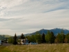 The Pet Area